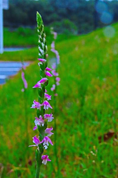 綾瀬スポーツ公園でネジバナの開花