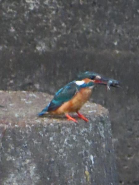 目久尻川でカワセミ