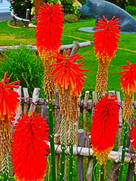 陽だまり公園でトリトマと思われる花