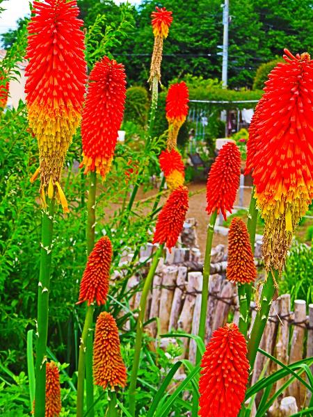 陽だまり公園でトリトマと思われる花