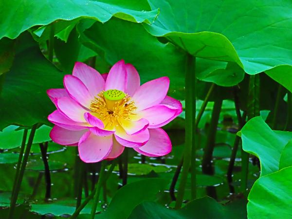 蟹ヶ谷公園で咲く蓮の花
