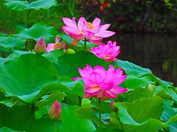 蟹ヶ谷公園で咲く蓮の花