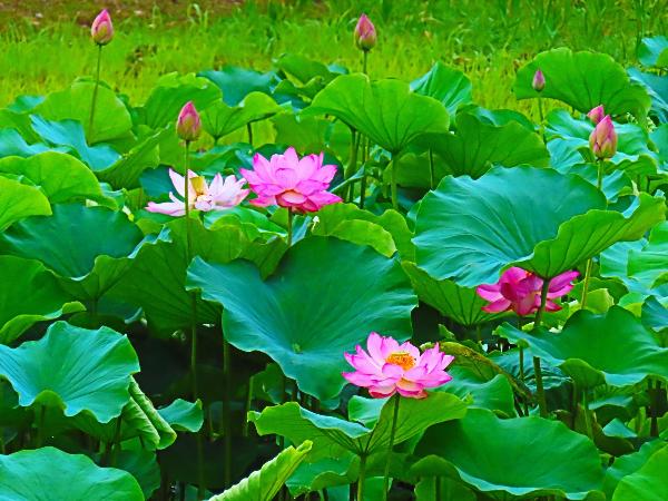 蟹ヶ谷公園で咲く蓮の花