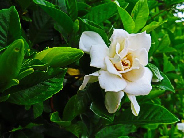 蟹ヶ谷公園で咲くクチナシと思われる花