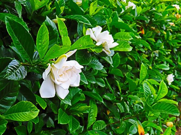 蟹ヶ谷公園で咲くクチナシと思われる花