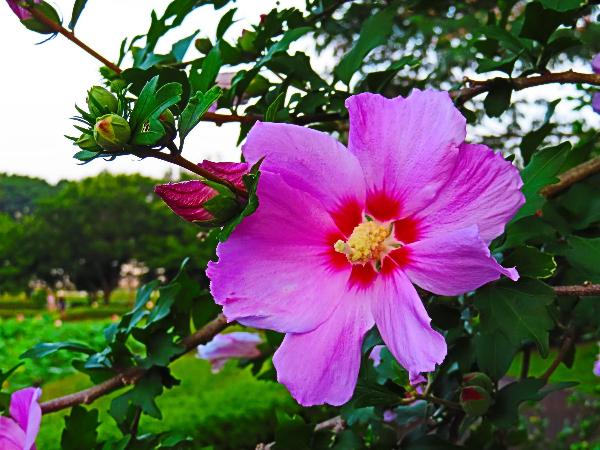 蟹ヶ谷公園でフヨウの花