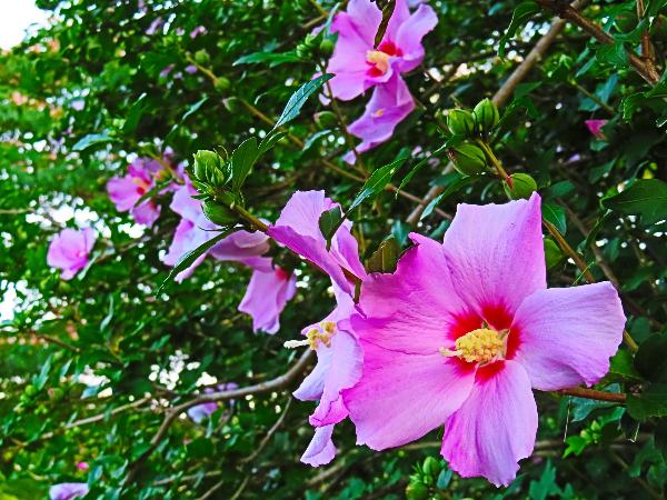 蟹ヶ谷公園でフヨウの花