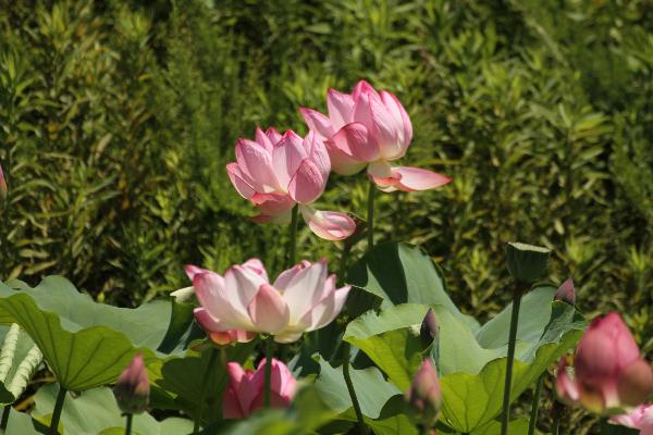 蟹ヶ谷公園のハス