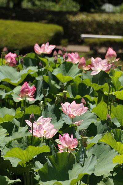 蟹ヶ谷公園のハス