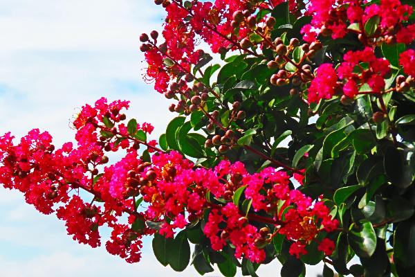 さるすべりの花
