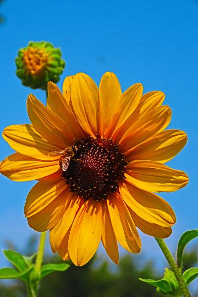 ヒマワリの花