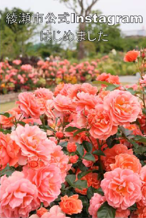 綾瀬市Instagram開設告知画像