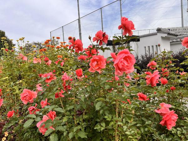 ローズガーデンの様子