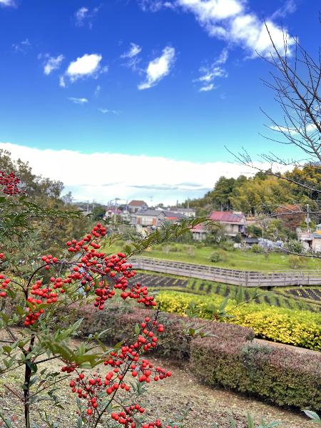 秋晴れとナンテン
