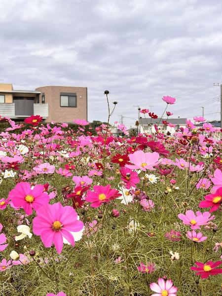 コスモス