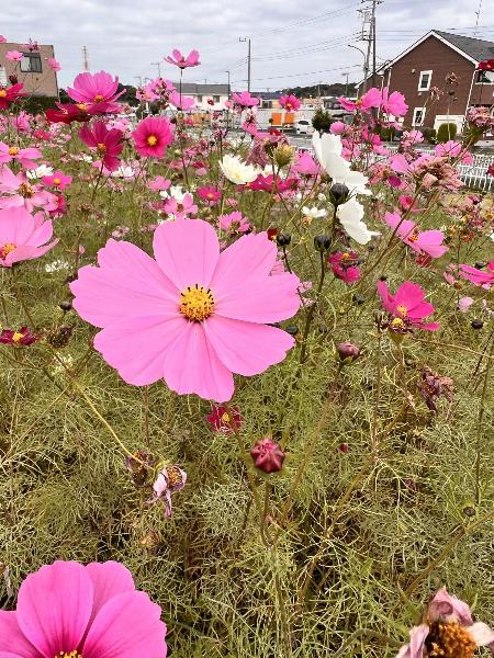 コスモス