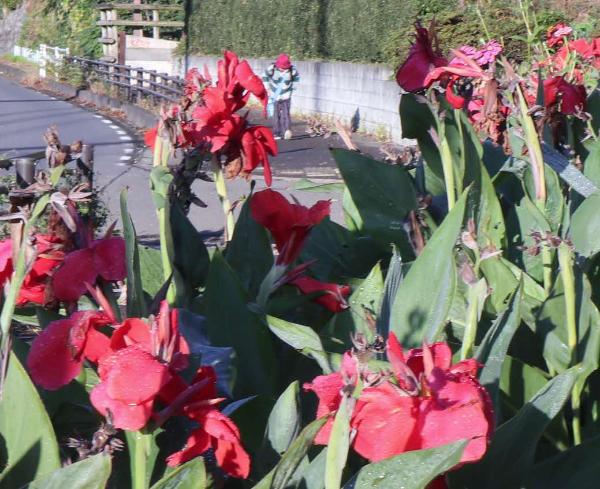 赤帽の子とカンナ