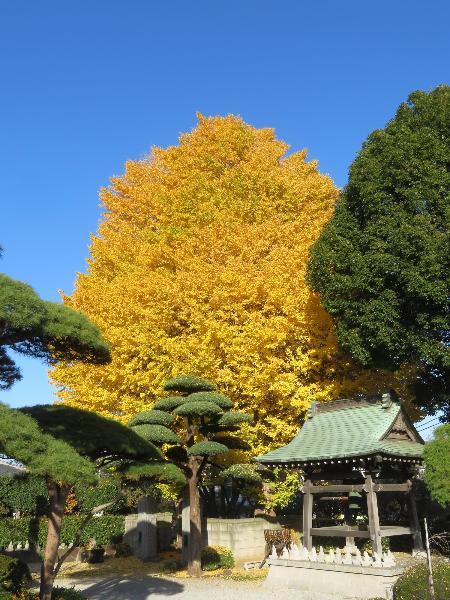 報恩寺のイチョウ