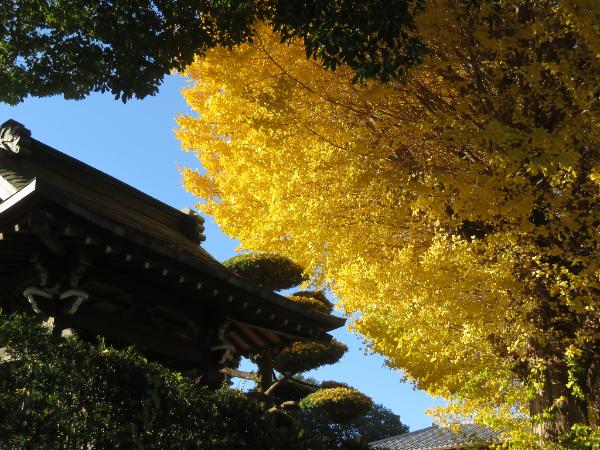 報恩寺のイチョウ