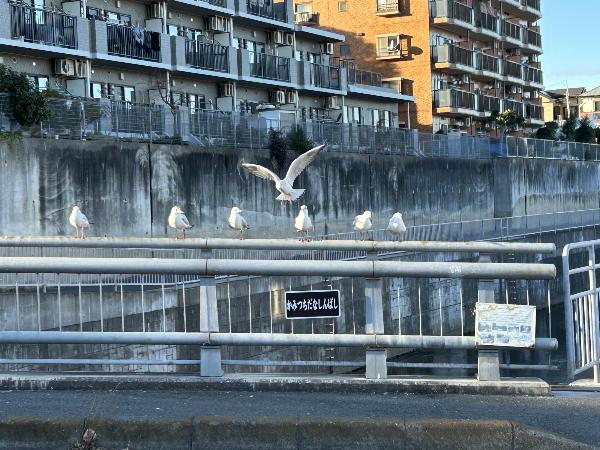 欄干に止まるゆりかもめ