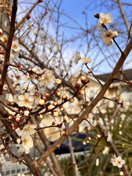 梅の花