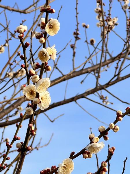 梅の花