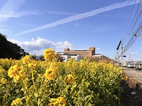 菜の花と市役所