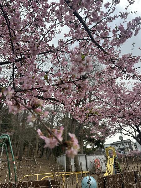 河津桜