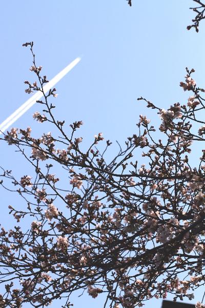 飛行機雲と桜