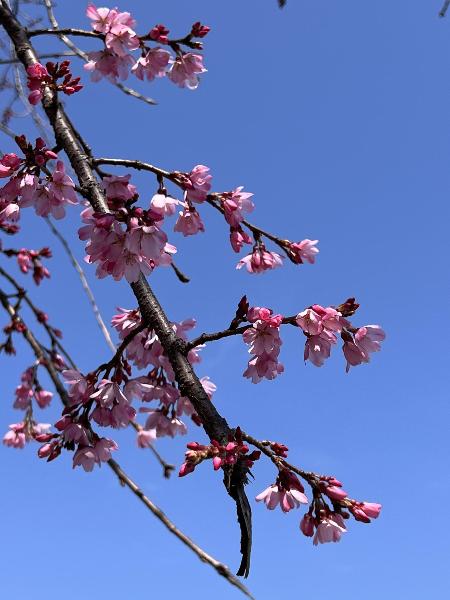枝垂桜