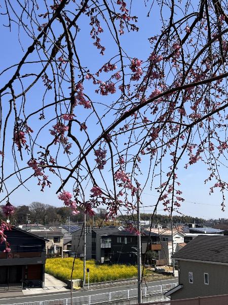枝垂桜と菜の花畑