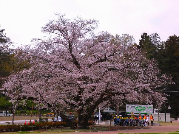 桜の木