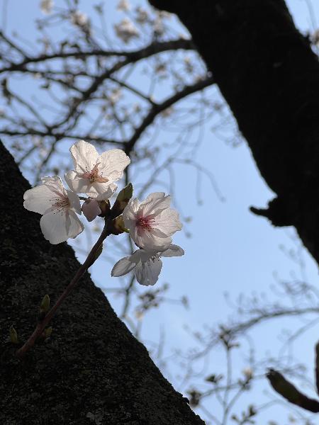 桜