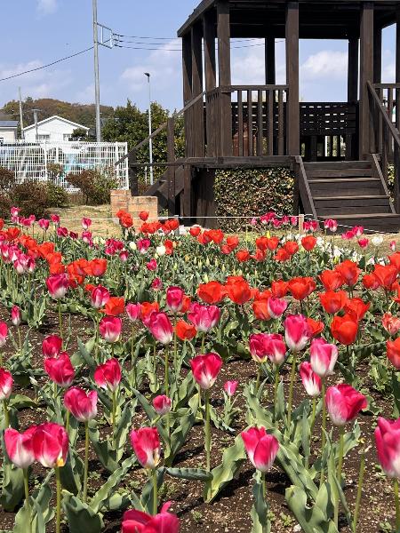 赤いグラスのようなチューリップ