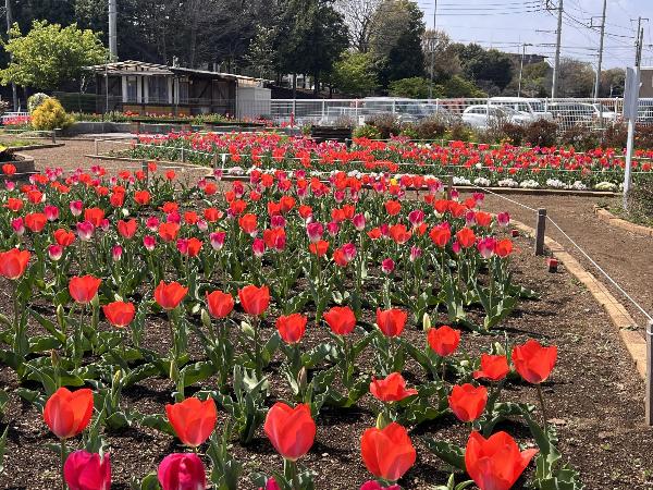 赤いグラスのようなチューリップ