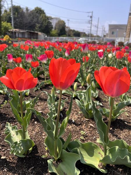 赤いグラスのようなチューリップ