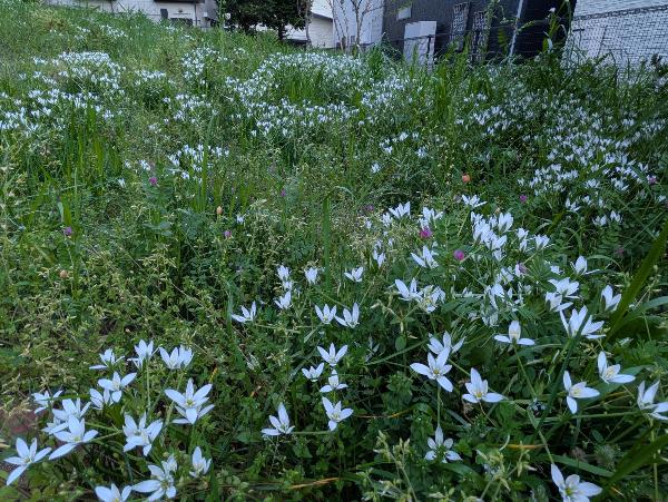 小高い丘一面に咲いた白い花