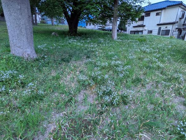 小高い丘一面に咲いた白い花