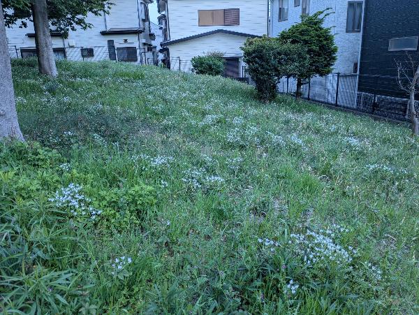 小高い丘一面に咲いた白い花