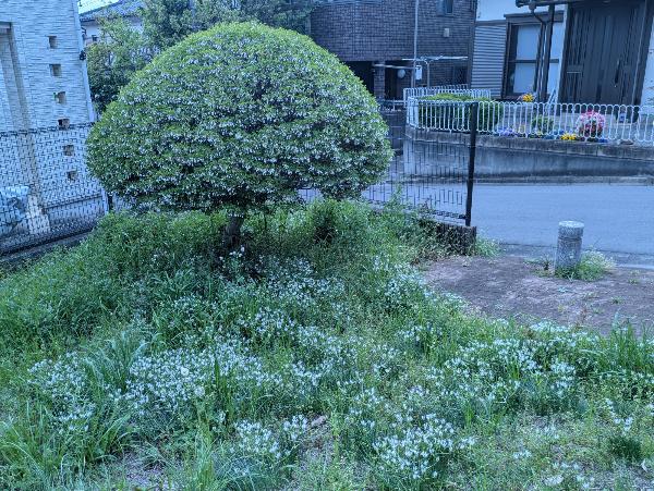 小高い丘一面に咲いた白い花