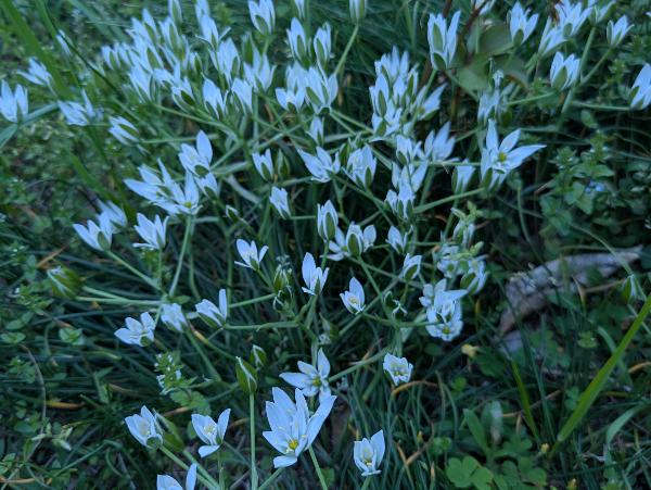 小高い丘一面に咲いた白い花