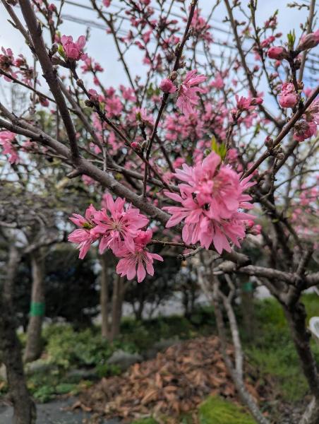 笠間さん宅の花