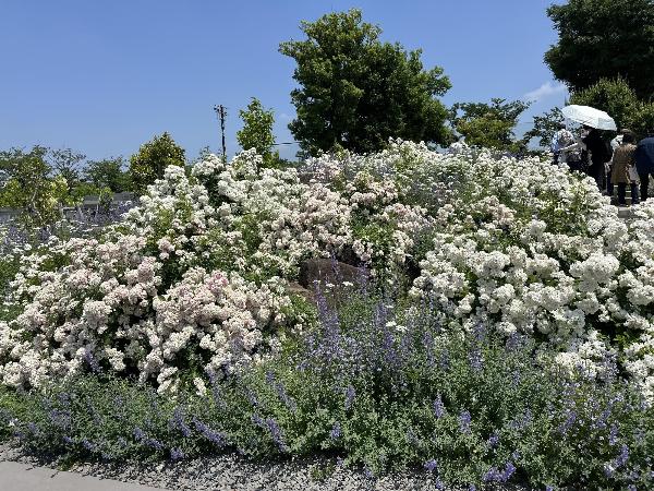 ローズガーデン内のお花