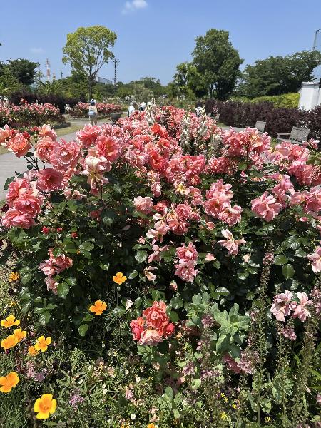 ローズガーデン内の花