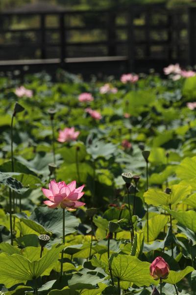 ハスの花