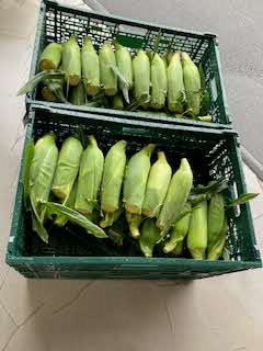納品時の菜速あやせコーン