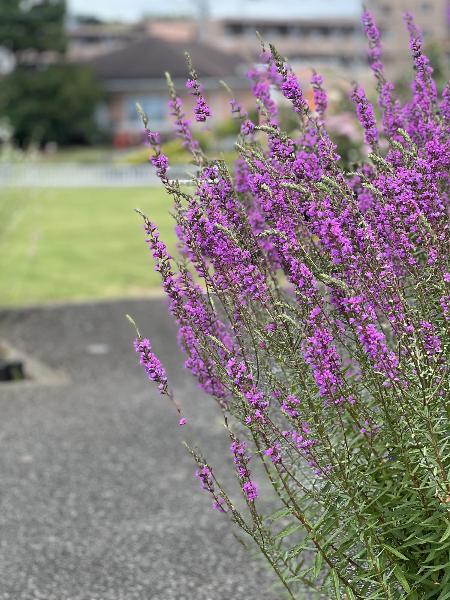 紫の花