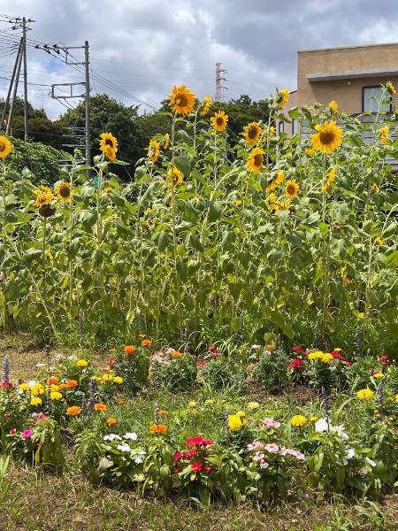 ひまわりの花