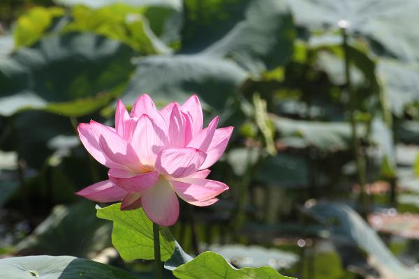 ハスの花