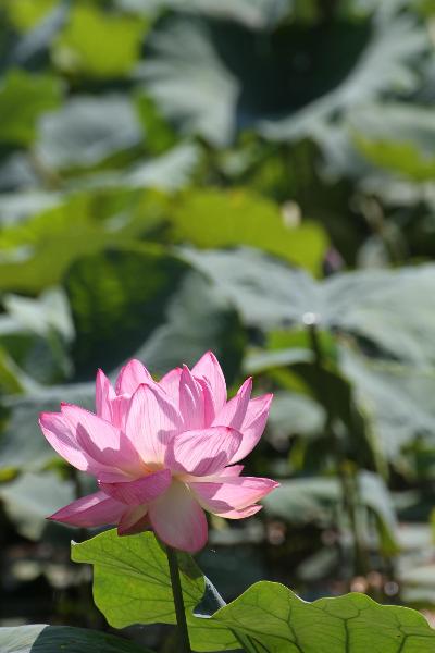 ハスの花